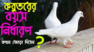 কবুতরের বয়স নির্ধারণ || কবুতরের পর গণনা || Kobutorer por gonona || Kobutorer boyosh nirdharon