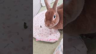 新しいクッションになれてもらいました #うさぎ動画