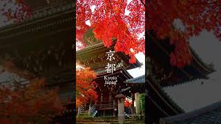 Autumn in Kyoto, Japan#shorts #japan #october #京都の秋