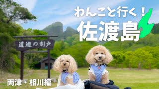 【佐渡旅行】愛犬と世界遺産に！大人気観光スポット巡り〜両津・愛川編〜(佐渡金山・二つ亀・尖閣湾揚島遊園他)