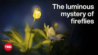 The Luminous Mystery of Fireflies | Wan Faridah Akmal Jusoh | TED