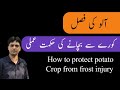 How to protect potato Crop from frost injury | Dr. Jamil Shafi | Plant Clinics | chilling injury