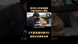 柴犬咬人5年沒洗過澡，不順心就拿主人撒氣，專家卻一招搞定#shorts