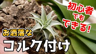 【ここだけの技教えます】簡単！お洒落なエアプランツの着生方法♪【おすすめ観葉植物】【チランジアのコルク付け】