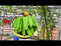 How to grow winged bean from seed to harvest | rooftop garden