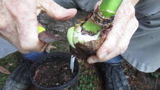 Trimming Amaryllis bulb Pockets