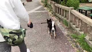 【犬とお出かけ】鶴舞公園・花まつり（愛知県）【黒豆柴八兵衛】３歳４カ月