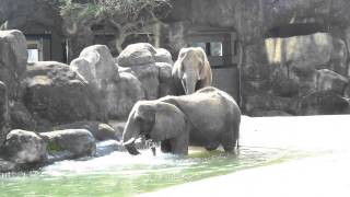 140202 Sun. 馬年大年初三木柵動物園大象熱的玩水洗澡