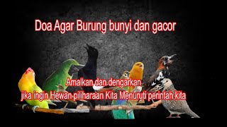 Do'a Nabi Sulaiman agar hewan (Burung) menuruti kita dan menjadi gacor pada burung