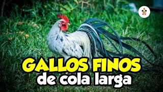 7 AMAZING BREEDS of LONG-TAILED CHICKENS 🐓🐔