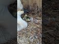 newborn african goose walking around being super adorable