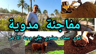 الخنس أقوى سماد عضوي بالعالم لا يعرفه الكثيرون تعرفوا عليه والفرق بينه وبين باقي الأسمدة العضوية