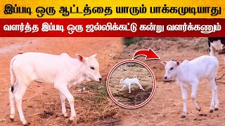 சேட்டை செய்த ஜல்லிக்கட்டு கன்று குட்டி | பார்த்து ரசித்த பார்வையாளர்கள் #jallikkattu_videos