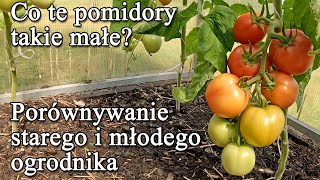 Co te pomidory takie małe? Czy porównywać starego i młodego ogrodnika? - Ogrodowe pierdamony 164