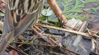 スズメに似た鳥　アオジのオス　Black-faced bunting（青鵐、蒿鵐、蒿雀、Emberiza spodocephala）スズメ目ホオジロ科ホオジロ属　DSCN7858