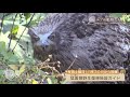 きょうは、円山動物園　シーズン2　 1「エゾの動物たち」　2018年11月11日放送