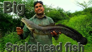 Mureel fish hunting Yashwant Sagar dam Indore mp #msfishingujjain