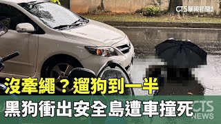 沒牽繩？　遛狗到一半黑狗衝出安全島遭車撞死｜華視新聞 20240619