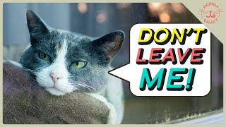 Does Your Cat Have Separation Anxiety? You Might Be Making it Worse!