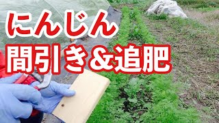 【畑】にんじんの間引きと追肥【簡単お手軽オススメの紹介】