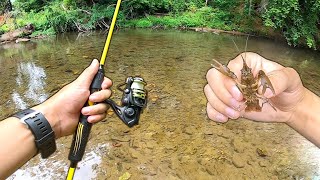 Creek Fishing w/ LIVE CRAWFISH for Whatever Bites!!