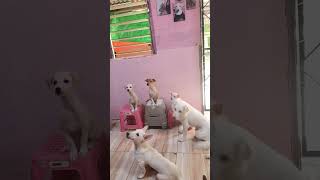 Galing ng aming mga Puppies, behave lang sila #pets #doglover #puppy