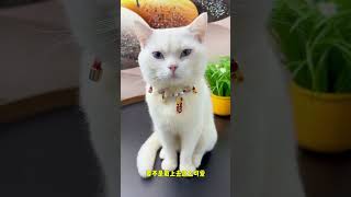 这么便宜又好看的项圈，你肯定喜欢吧#猫咪项圈 #萌宠好物 #猫项链