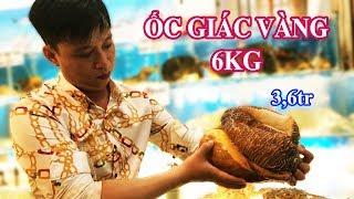 Ăn Ốc Giác Vàng KHỔNG LỒ 6,2kg - Làm 3 Món Ăn Tại Trận, Giá \