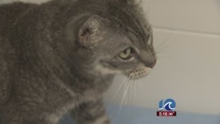 PETA responds to euthanizing 1,600 pets in 2012