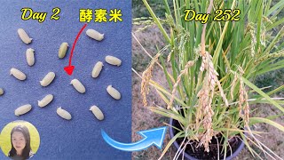 Grow Rice in Container 盆栽種大米, 從糙米到酵素米黃金米到稻米, 種的不僅僅是米