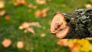How to avoid getting the cutting bar stuck when pruning a tree with a pole saw