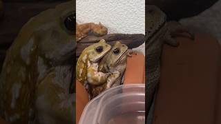 離したくはないヒキガエル　funny toad video