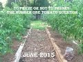 Organic Gardening:  To Prune or Not To Prune -- The Number One Tomato Question