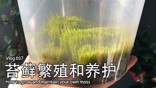 【Vlog】苔藓的种植和养护 | How to grow and maintain your own moss 037