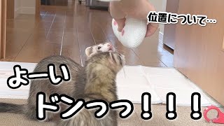 そう簡単に思い通りには動かないフェレット達【ferret#1084】