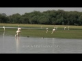 gujarat s state bird greater flamingo