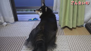 洗濯を見守る黒柴ゴン太がジャマ可愛いｗ～ほっこりする柴犬の寝起きシリーズvol.20～