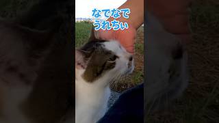 警戒心が解けた猫が可愛すぎる…！ #shorts