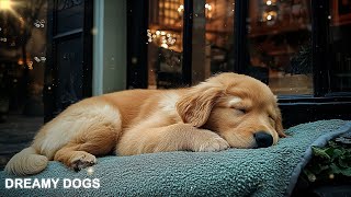 3 Hours of Dog Calming Music for Dogs🎵🐶Separation Anxiety Relief Music🎵💖Puppy Relaxation🎵