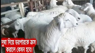 দুম্বা‌ দিয়ে ডরপার‌ ও গাড়লকে‌ ক্রস করালে  আশ্চর্যজনক রেজাল্ট পাবেন ইনশাআল্লাহ ।