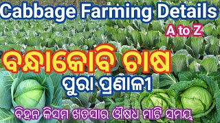 Cabbage Farming Details (A to Z) // ବନ୍ଧାକୋବି ଚାଷ ପ୍ରଣାଳୀ ପୁରା ଡିଟେଲ୍