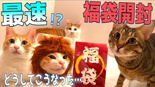 2019年の猫用福袋を最速で開封したら中身が凄かったwww