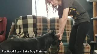 Muzzle Conditioning Part 2