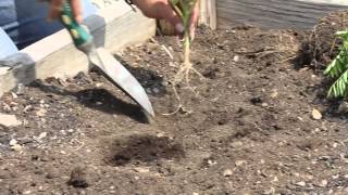 How to Plant Marigolds Next to Food Plants : Marigold Gardening