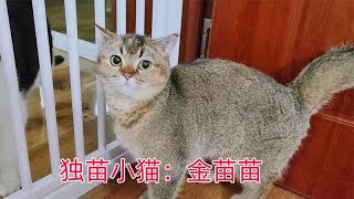 两只独苗猫咪绝育后第一次走出房间，一只很快成社牛，一只没影了