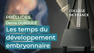 Les temps du développement embryonnaire  - Denis Duboule