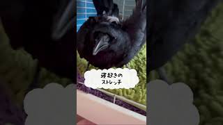 言えてる‼朝のストレッチからの「おはよ」カラスのラビ2024/3/15KUPPI the Crowカラスのクッピ