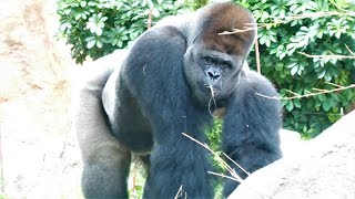 ゴリラたちのお昼ご飯　上野動物園　ニシゴリラ