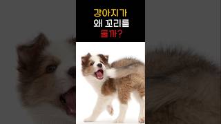 강아지가 꼬리를 무는 이유 #애완동물 #pets