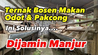 DIJAMIN MANJUR !!! Cara agar ternak lahap dan tidak bosen makan odot dan pakcong terus menerus